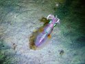 030508_Tobia Arba - Calmar - Dsc02305~
